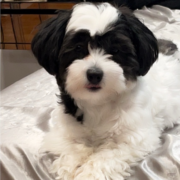 Bundle & Save! 🛍💐 - Picture 2 of 2